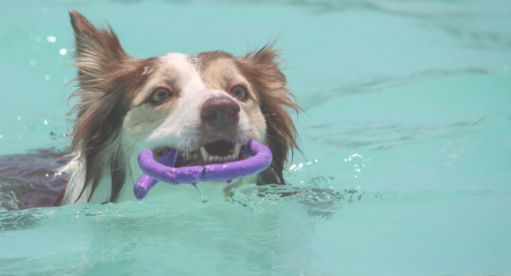 Dog swimming in a pool with a toy in his mouth